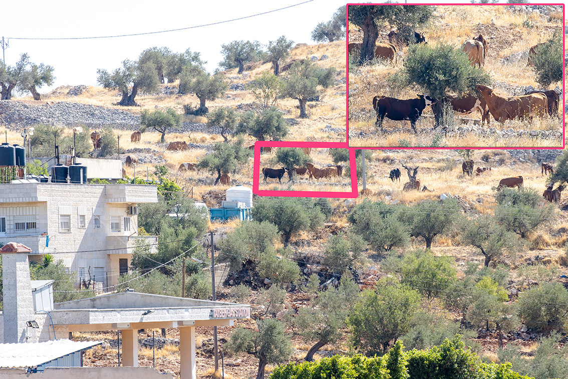 Taybeh